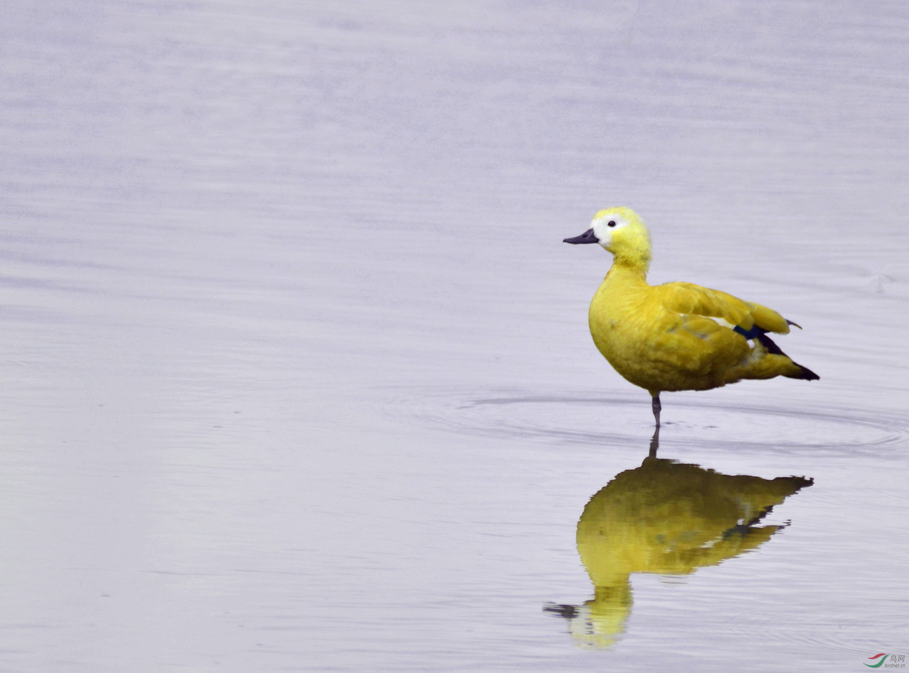 金鸭独立赤麻鸭