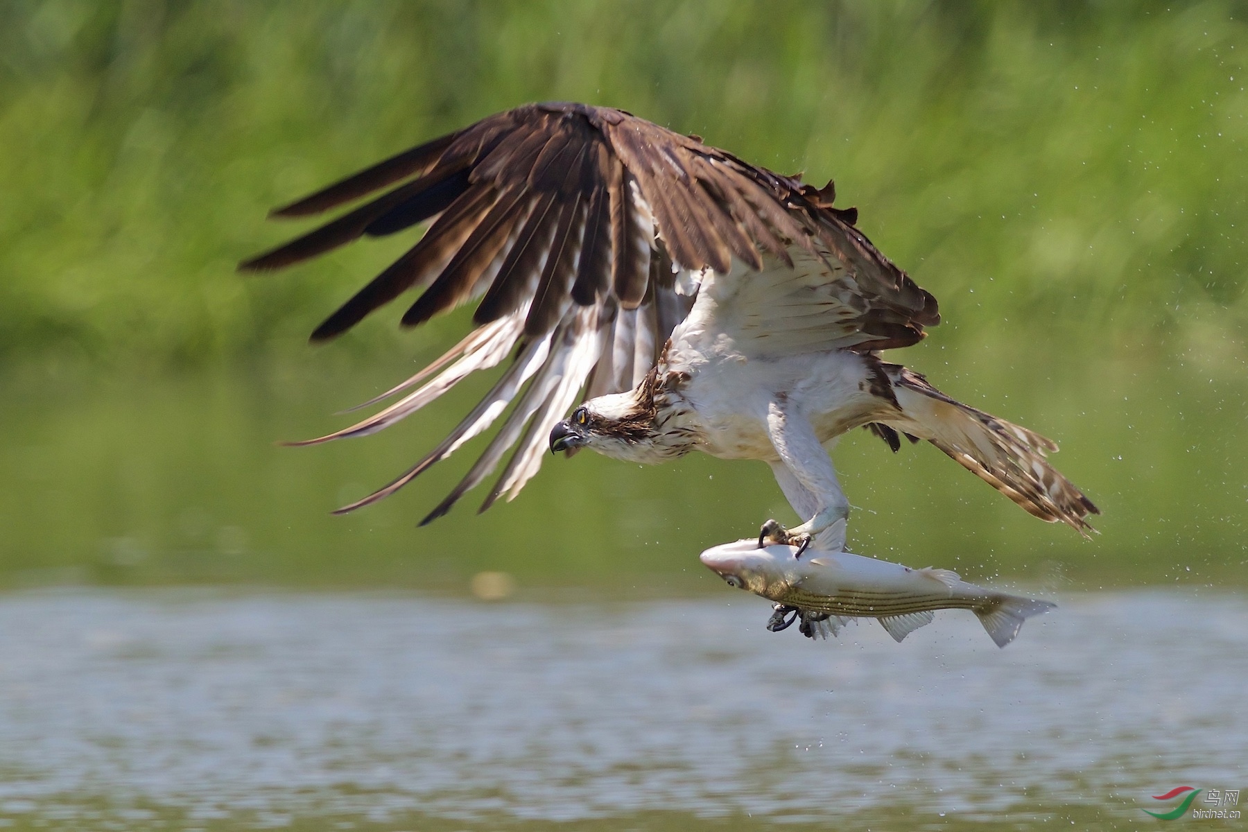 鱼鹰(osprey)
