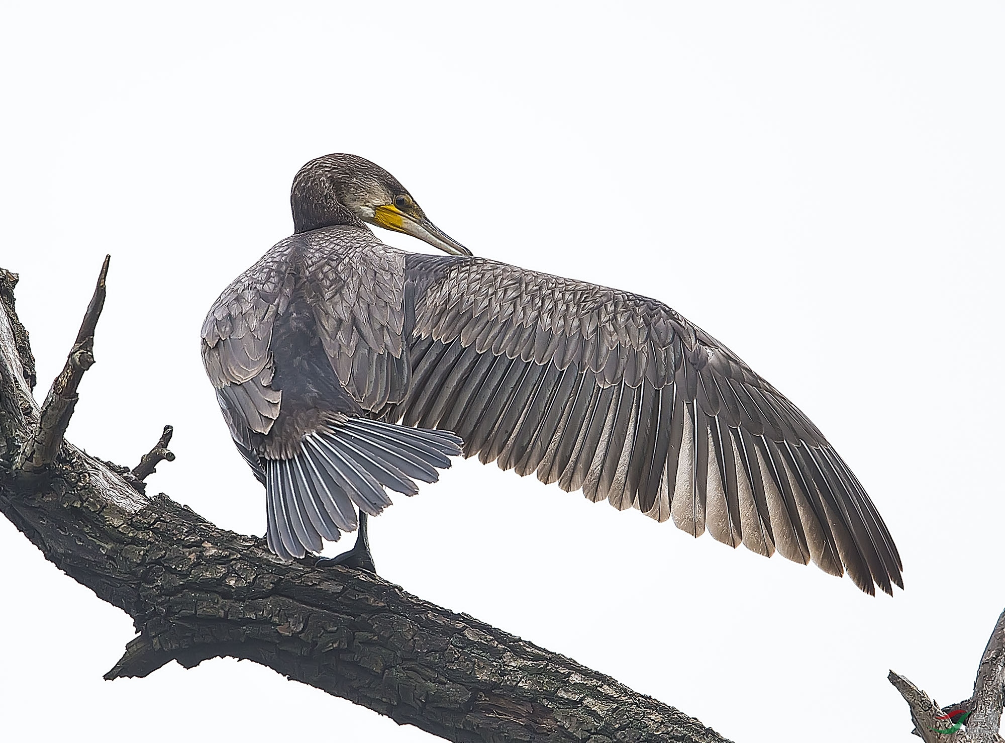 枯树上的演员鸬鹚