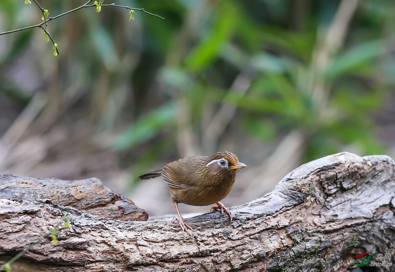 畫眉鳥