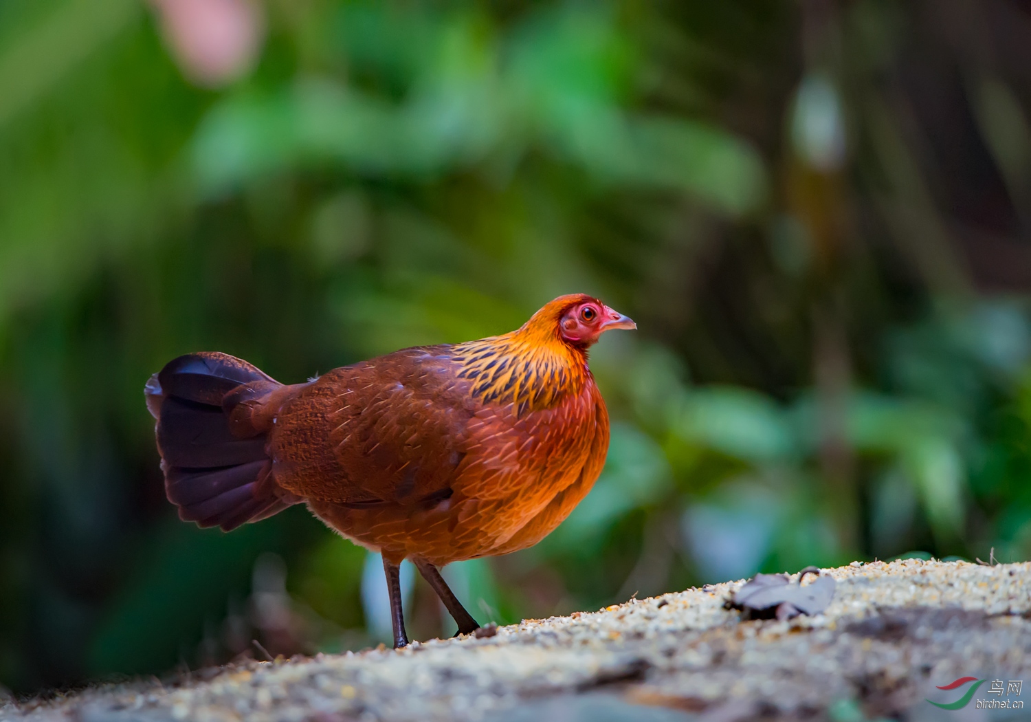 盈江拍的原鸡雌鸡