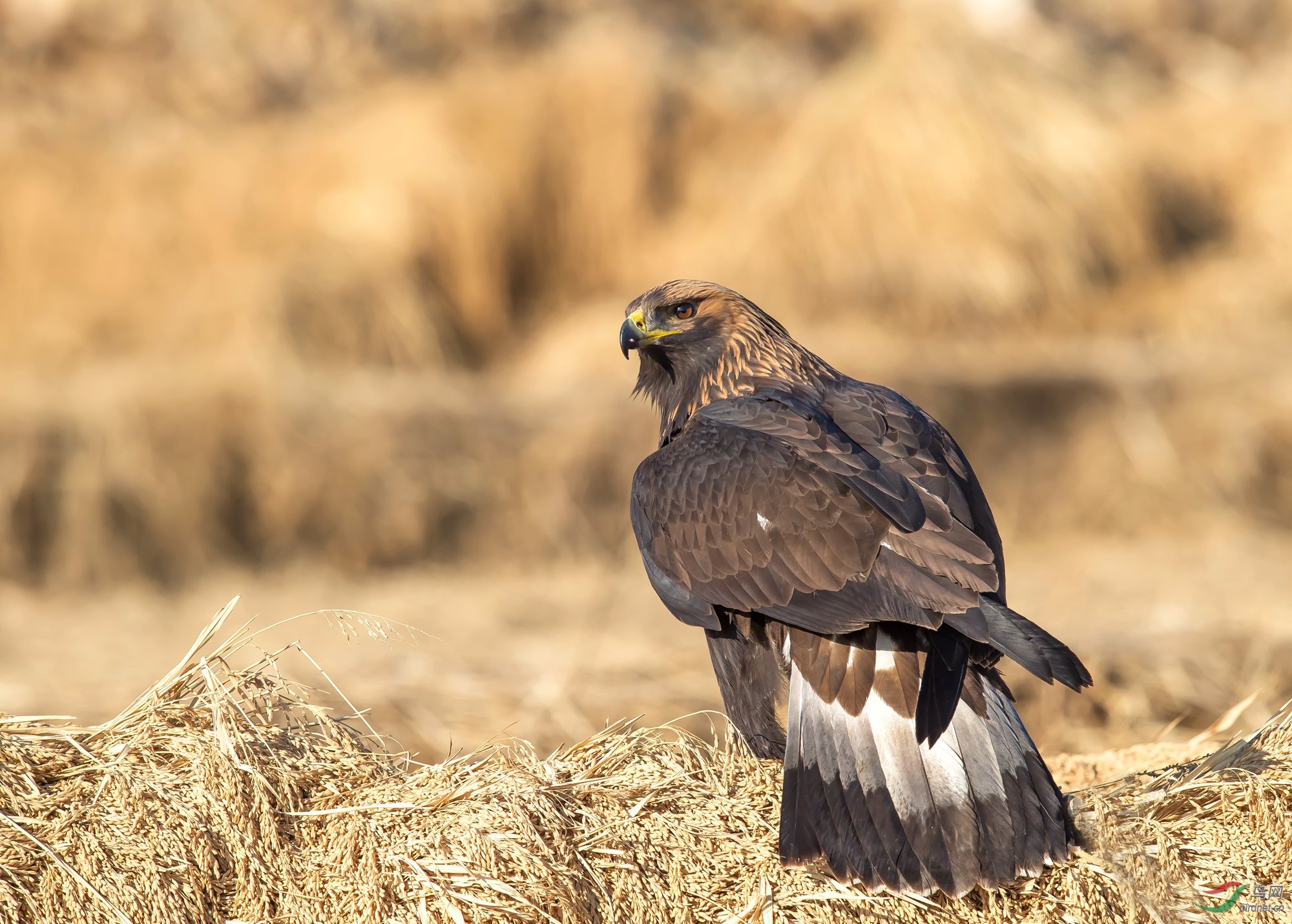 金雕金雕贺获首页精华
