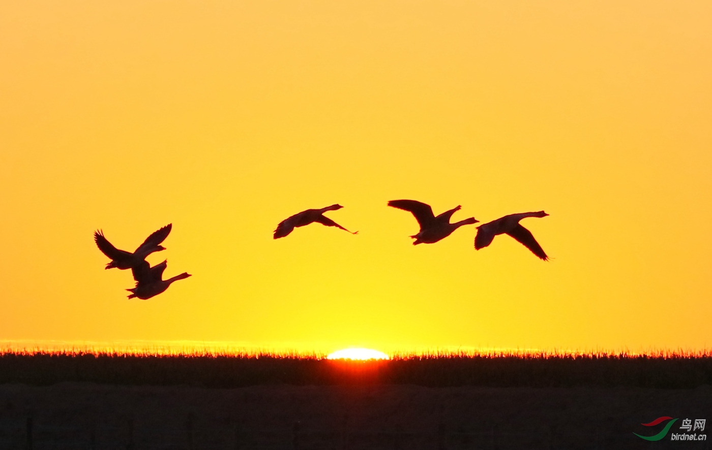 日出东方,放飞希望