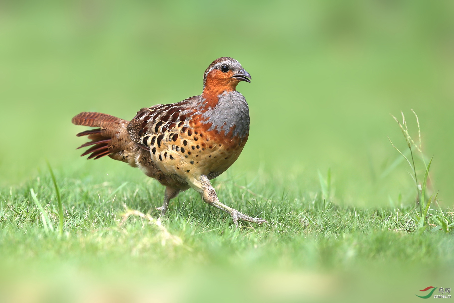 灰胸竹鸡每日一拍之小竹鸡大特写贺获每日精华