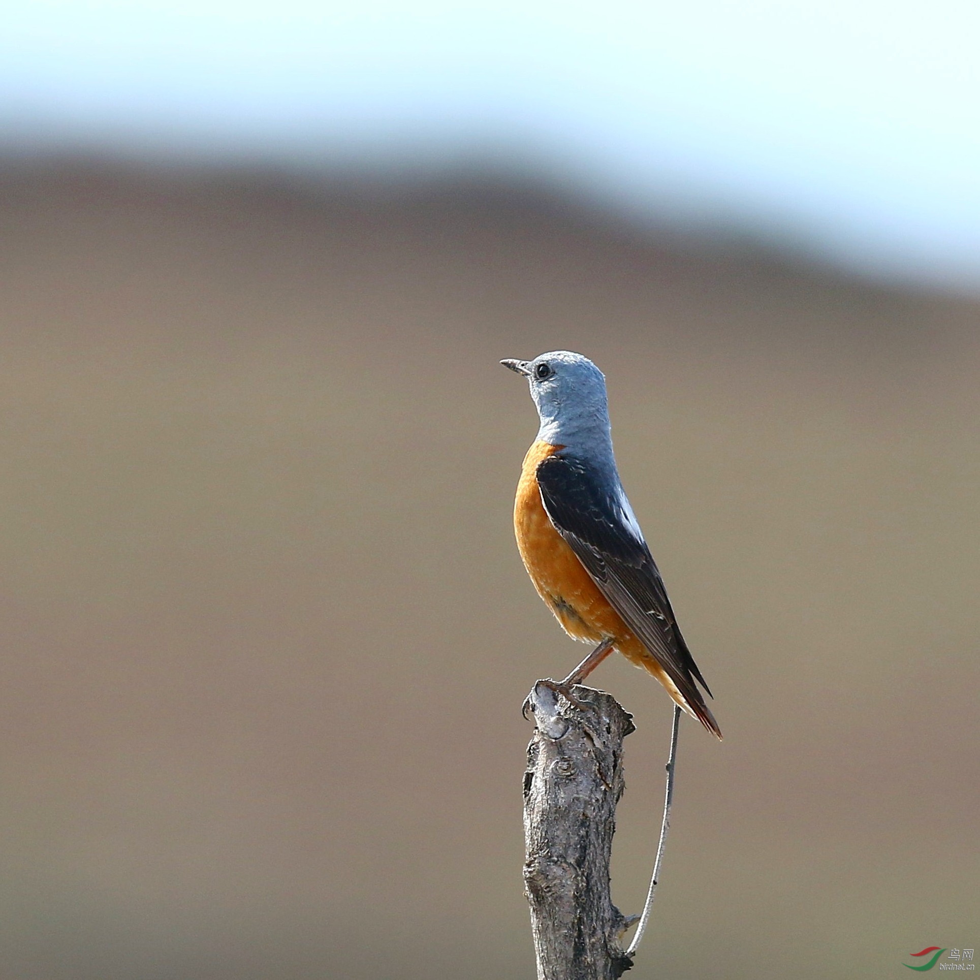 白背矶鸫(学名:monticola saxatilis)