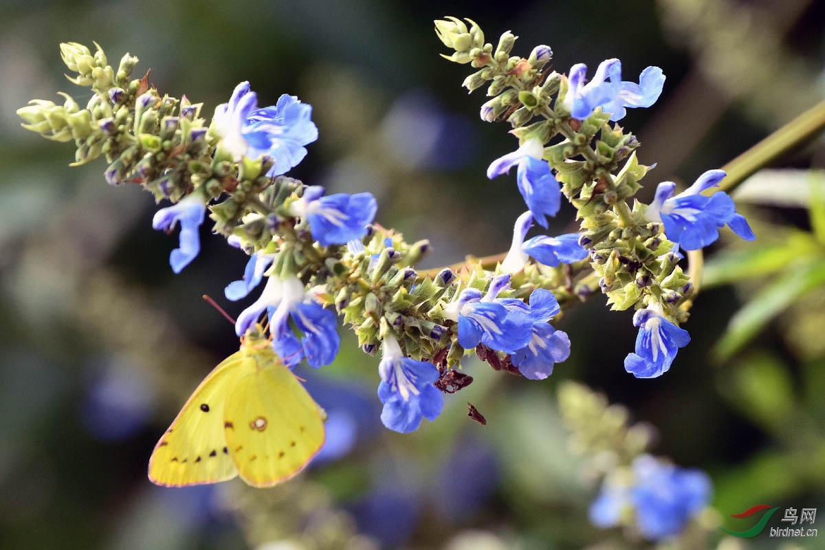 蓝野花与黄粉蝶一