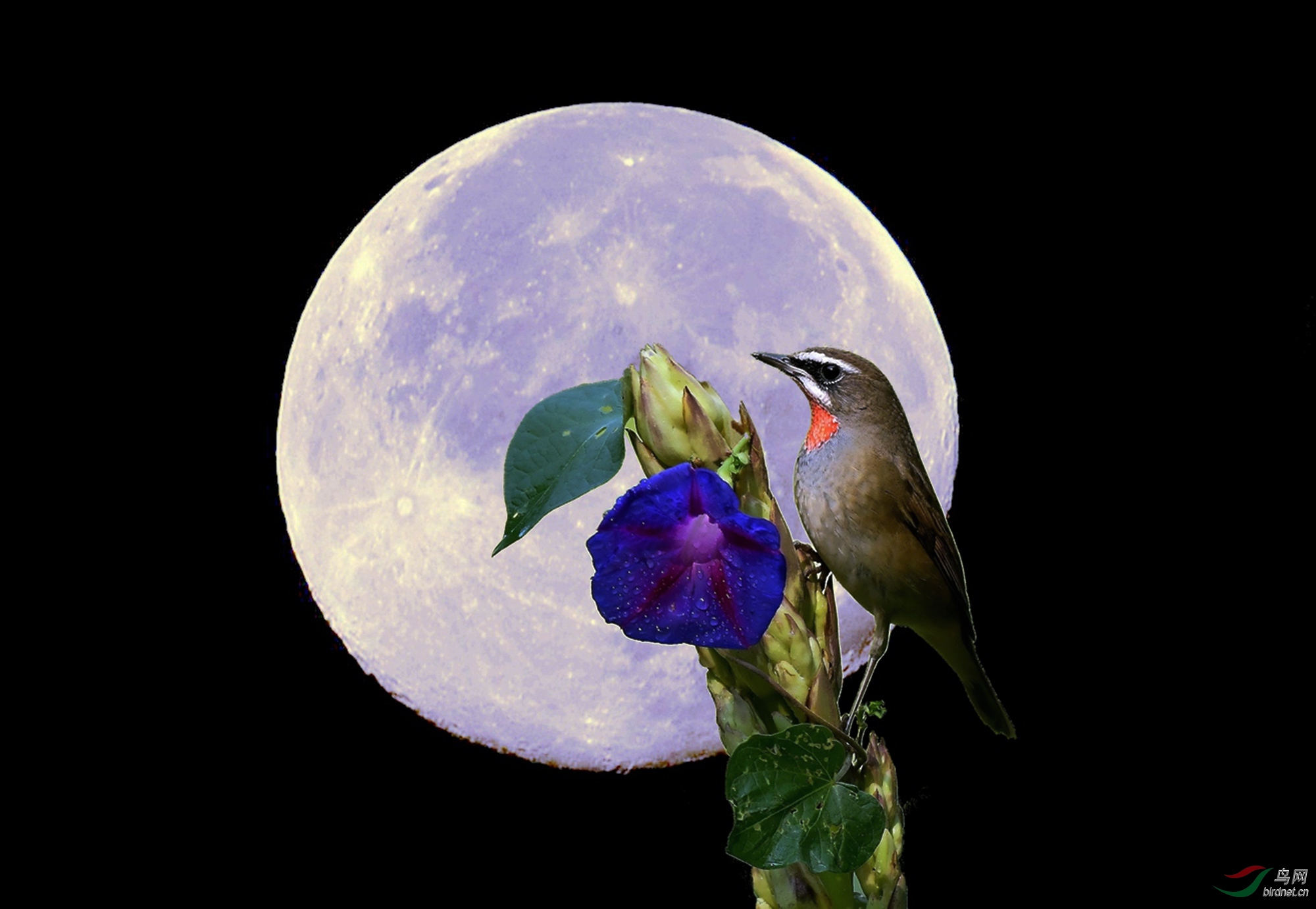红喉望月——祝创意版的老师鸟友们中秋快乐!