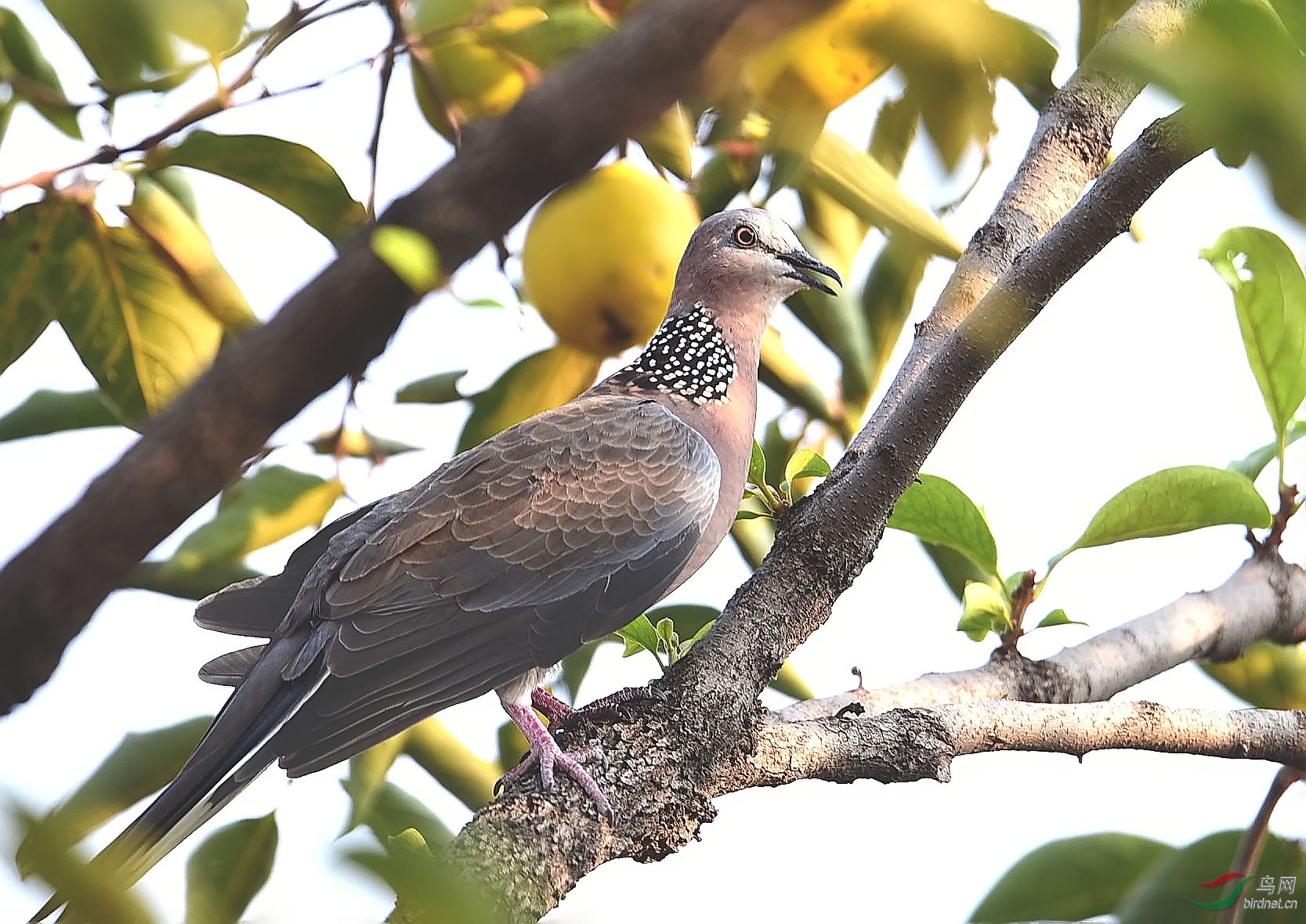 柿子樹上的斑鳩