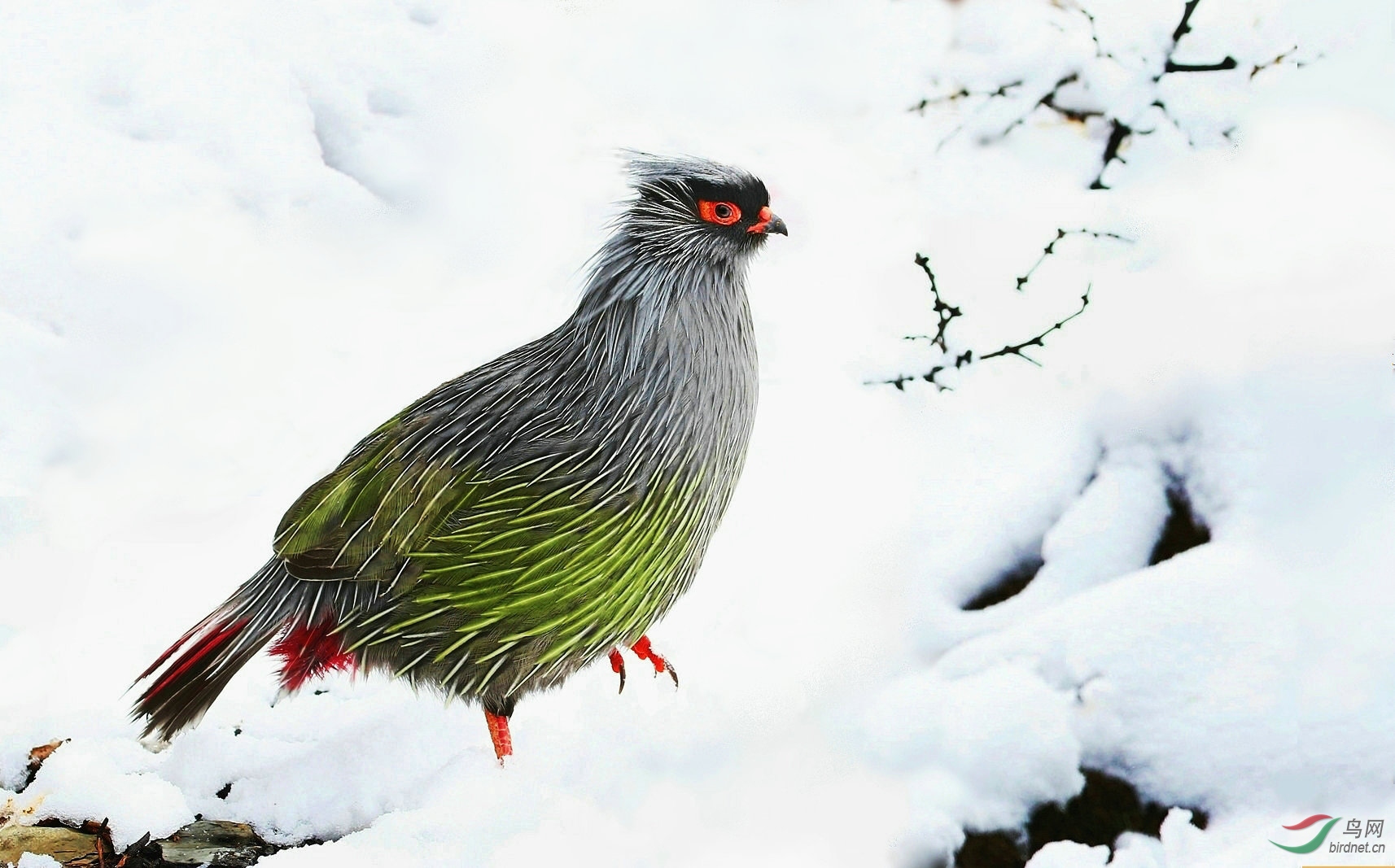 雪中雪雉