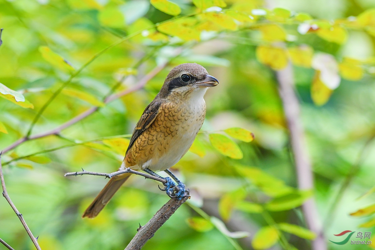 上海紅尾伯勞向天津版鳥友問好