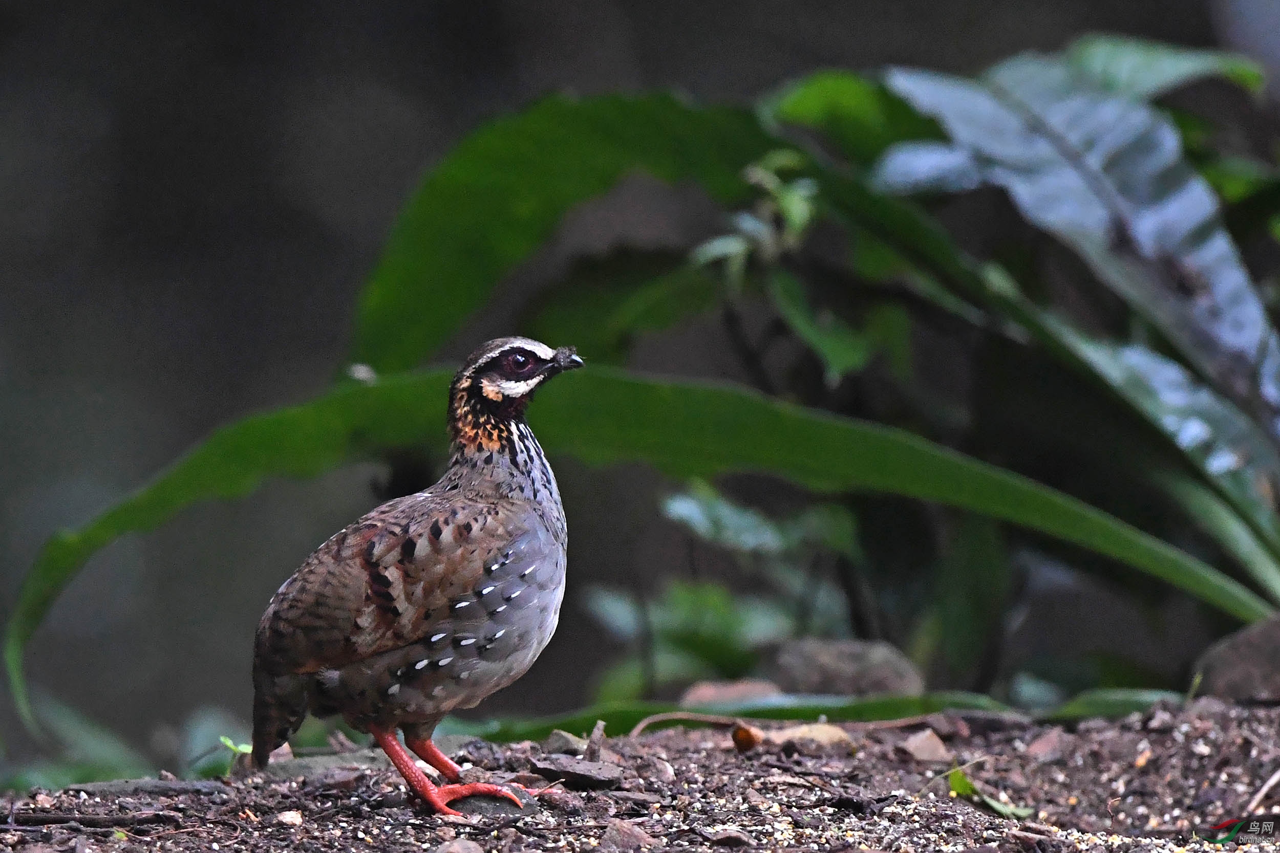 昏暗密林中的r白颊山鹧鸪