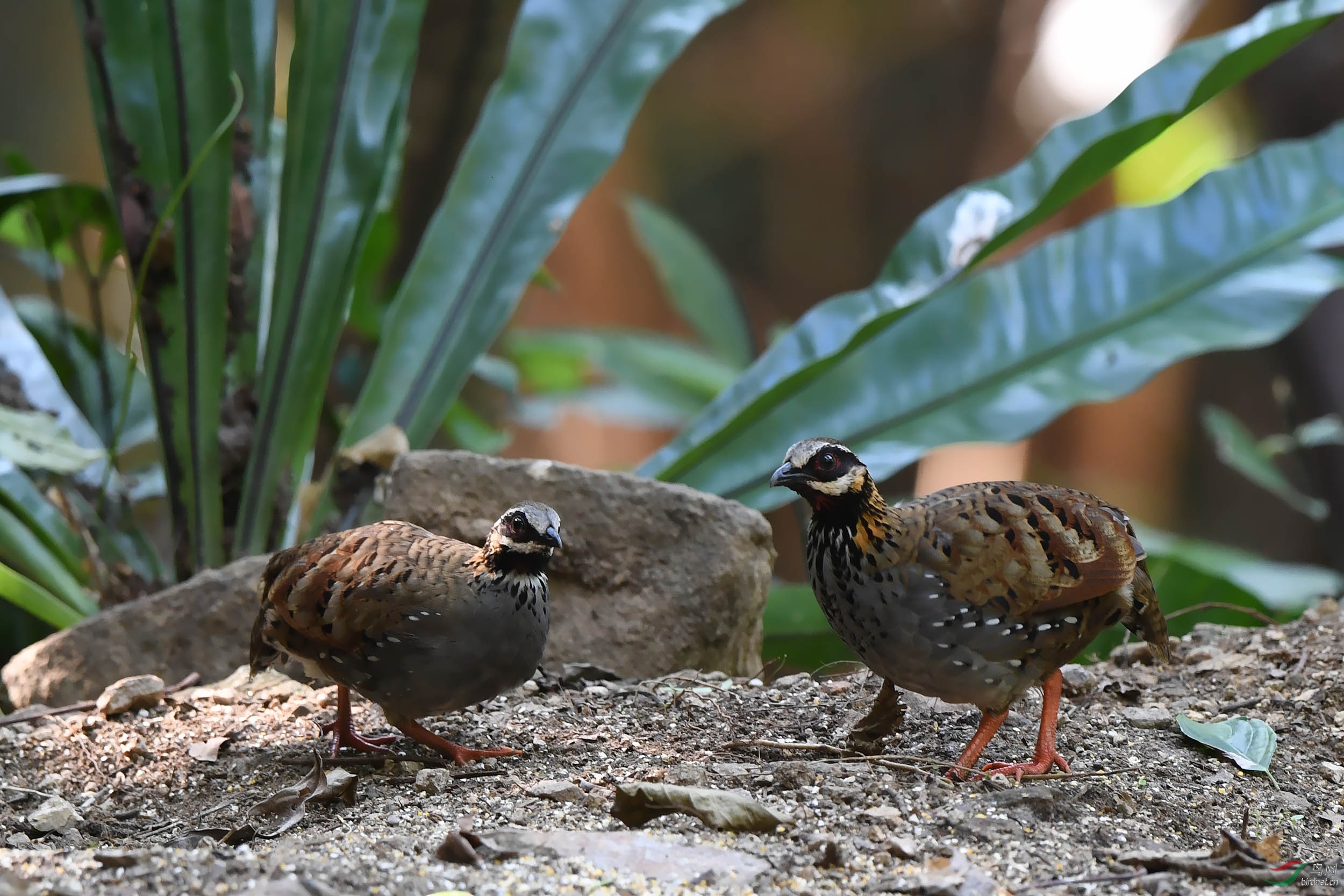 昏暗密林中的r白颊山鹧鸪