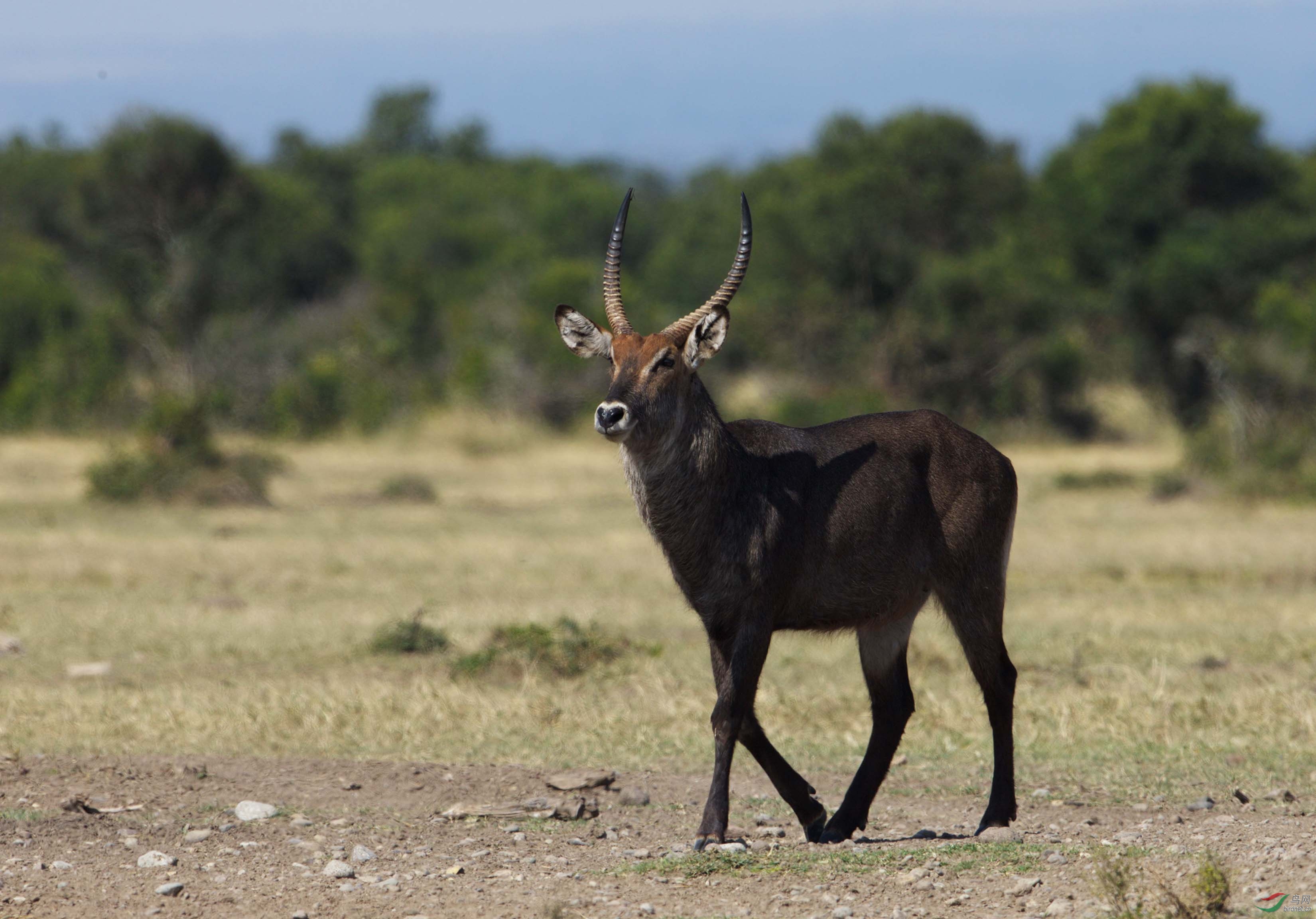 几种常见非洲羚羊的辨识