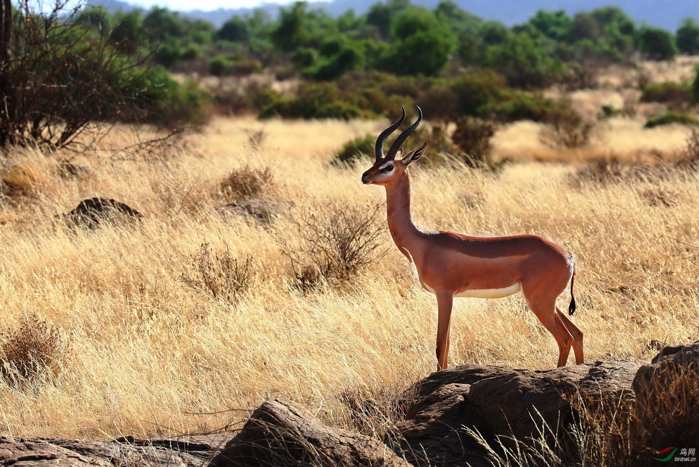 几种常见非洲羚羊的辨识