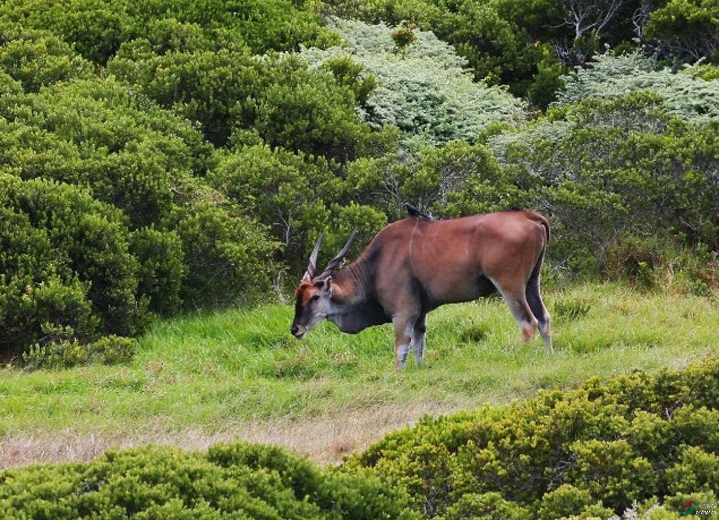 几种常见非洲羚羊的辨识