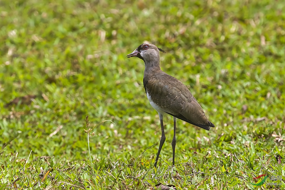 凤头距翅麦鸡southern lapwing.jpg