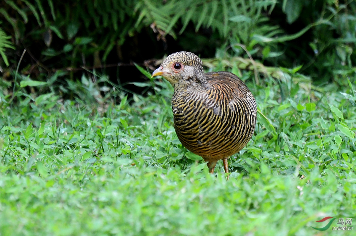 红腹锦鸡雌鸡