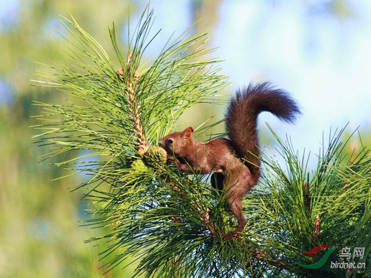 松鼠摘松果