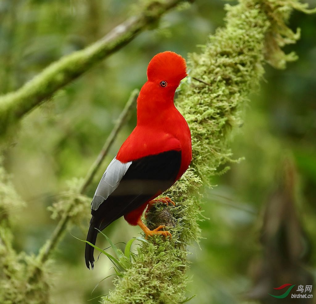 安第斯动冠伞鸟动冠伞鸟厄国我最喜欢的鸟