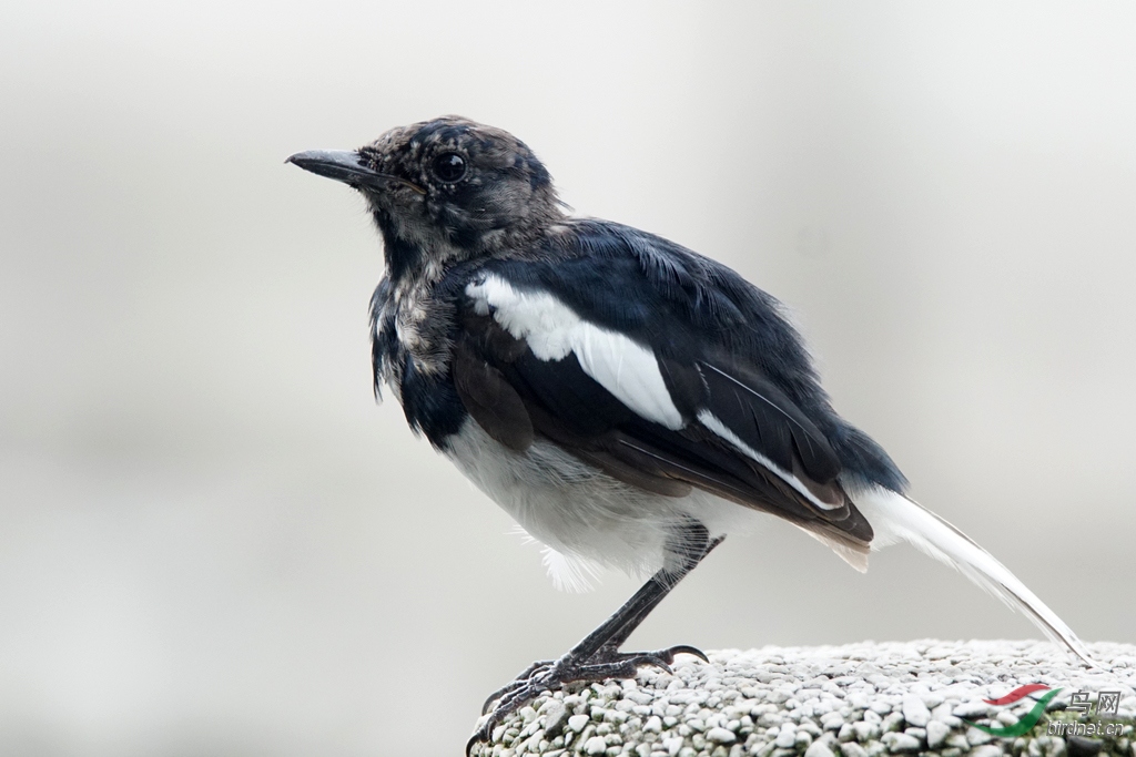 我是不是该安静地走开
