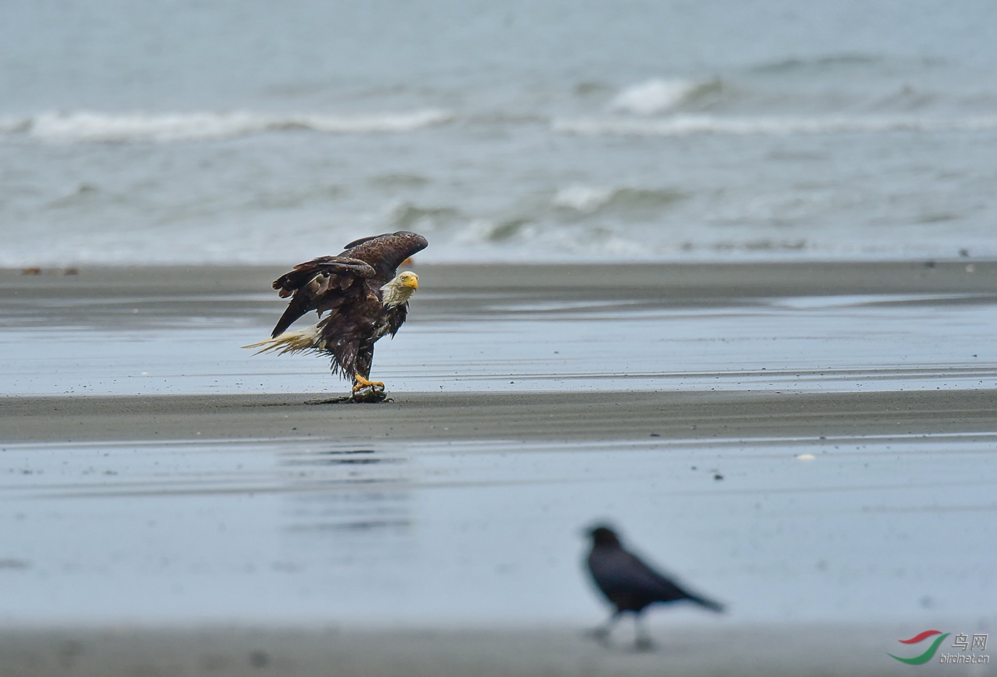雨中的白头海雕在捡残食