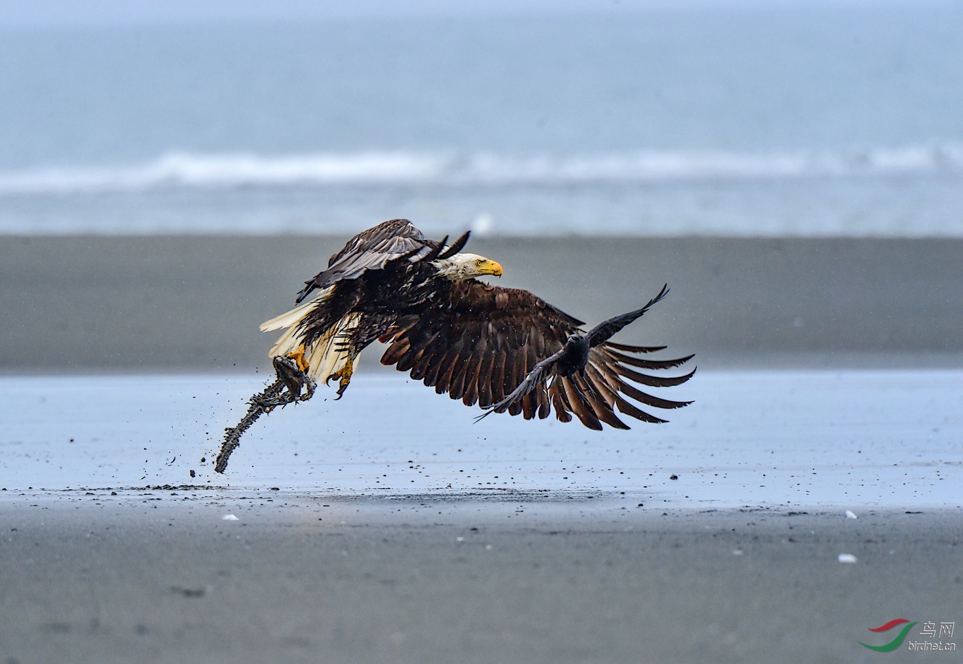 雨中的白头海雕在捡残食