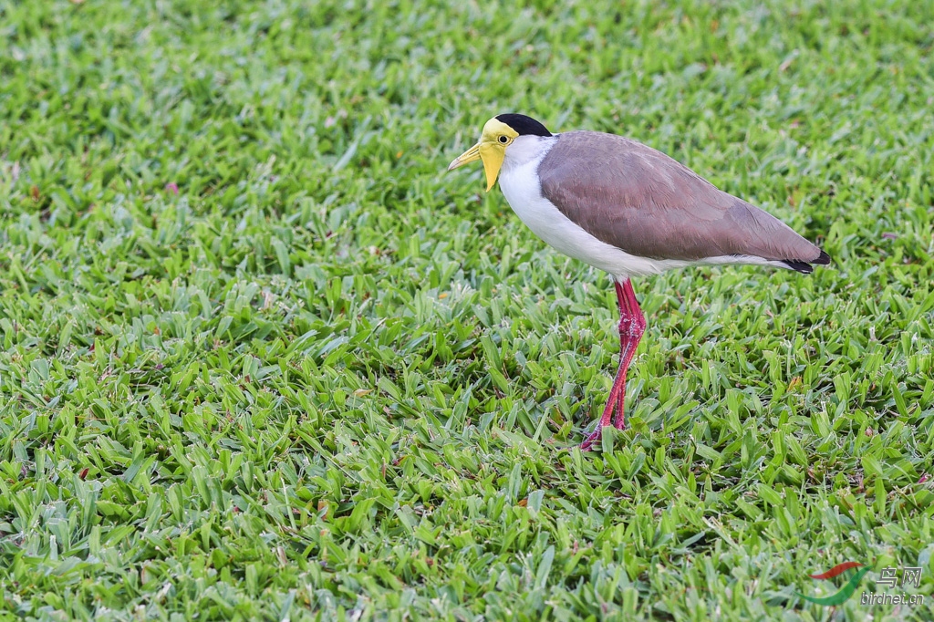 澳大利亚石鴴鸟