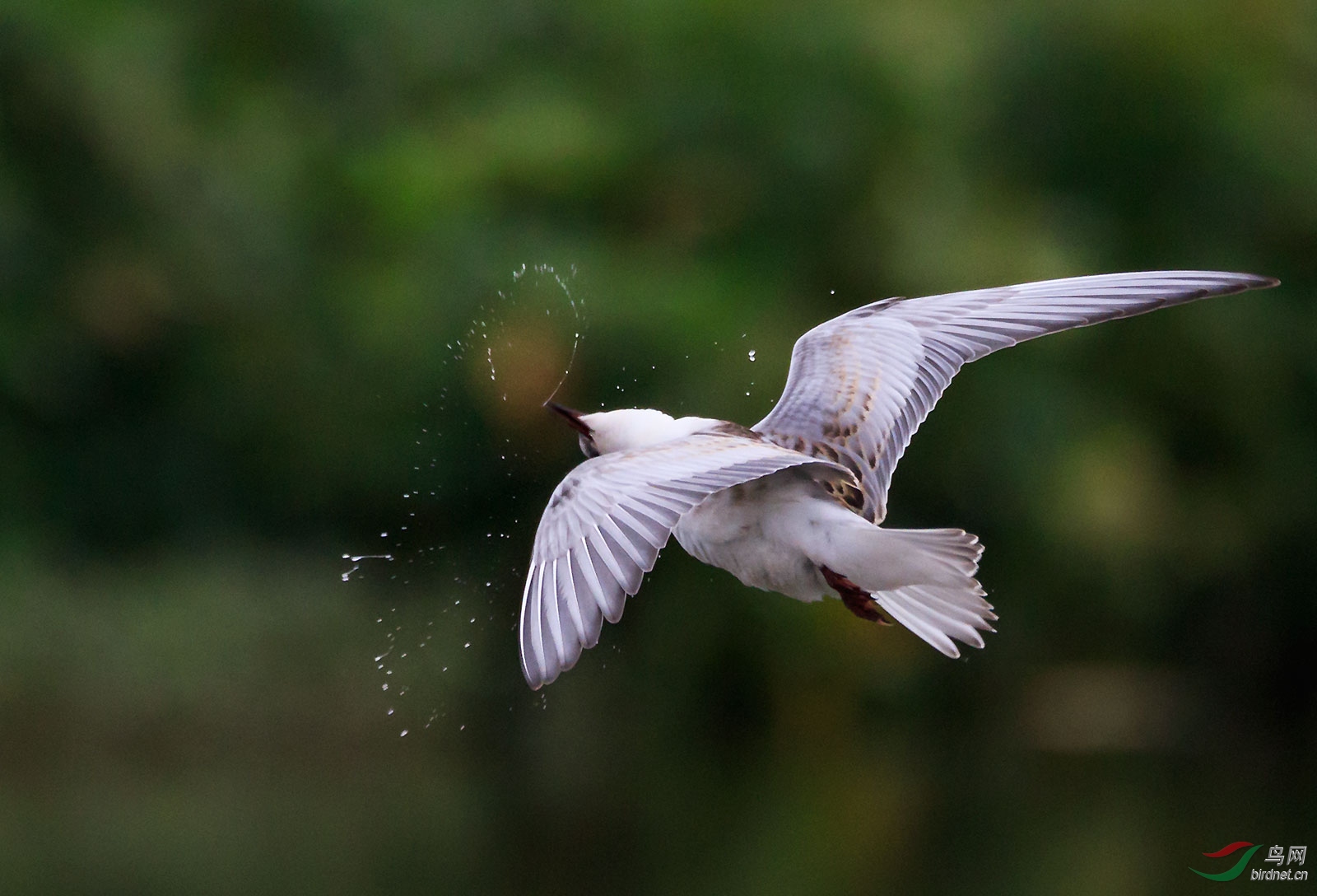 水鸟天女散花须浮鸥