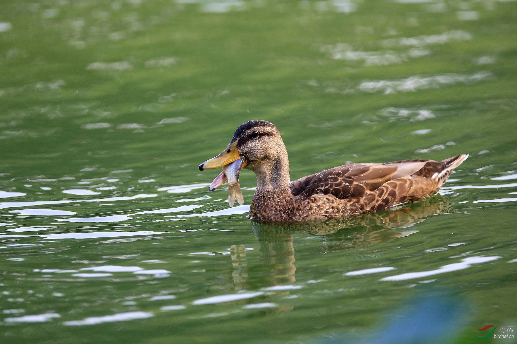 绿头麻鸭的美餐