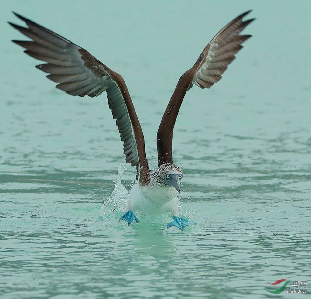 蓝脚鲣鸟冲水瞬间