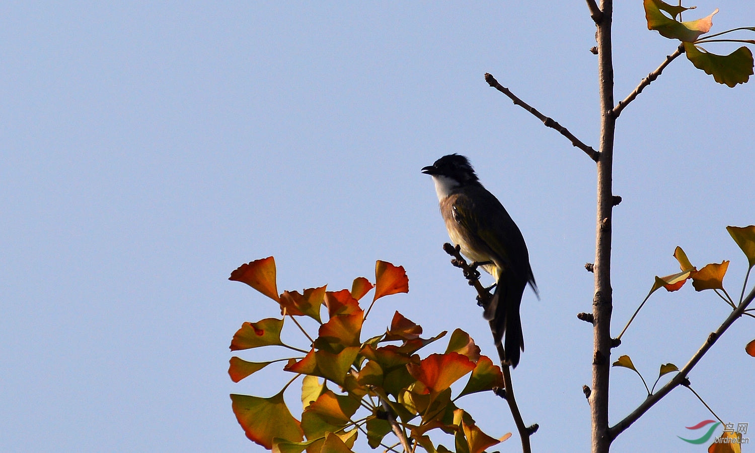 白头翁清晨鸣叫