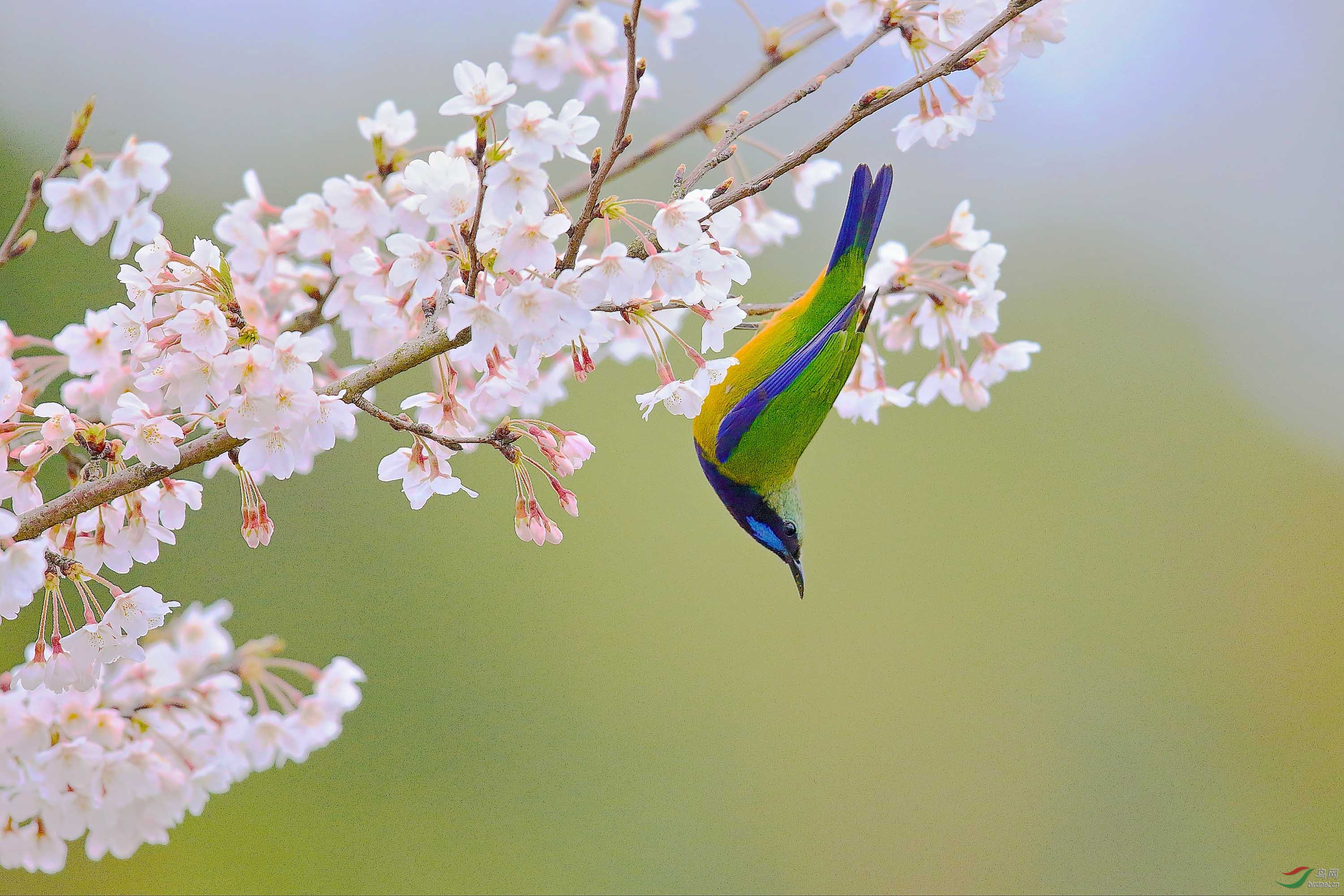 一树银花悬绿鸟,徜徉鸟网四季春