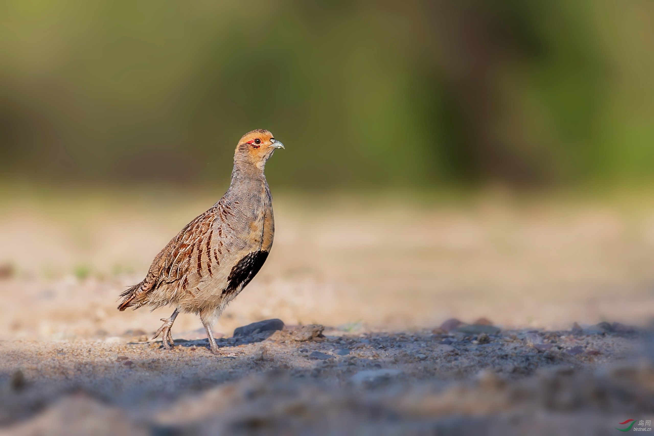 偶遇"斑翅山鹑"