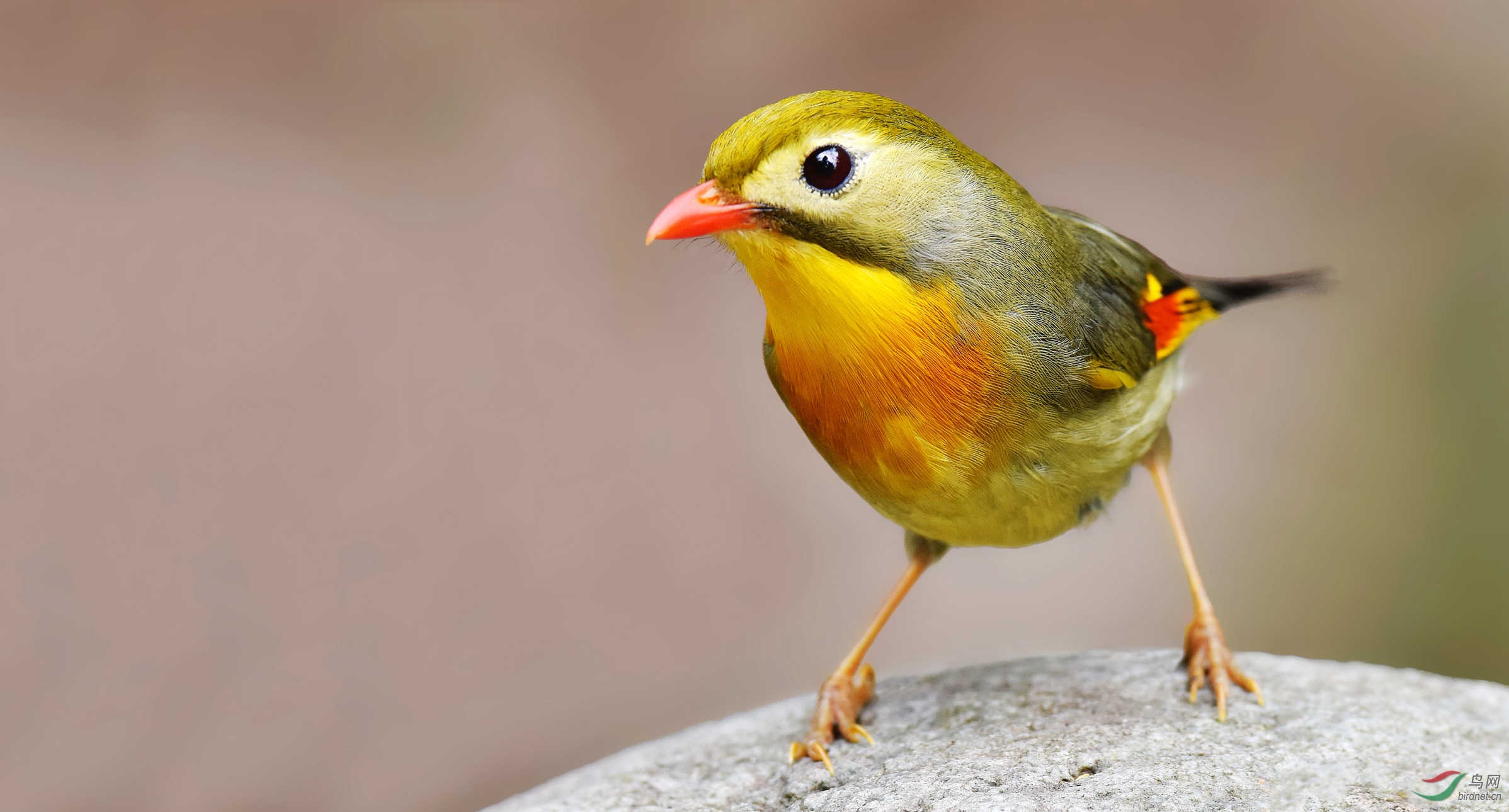 鸣声婉转动听,是世界各地著名的笼养观赏鸟之一,也是中国传统的外贸