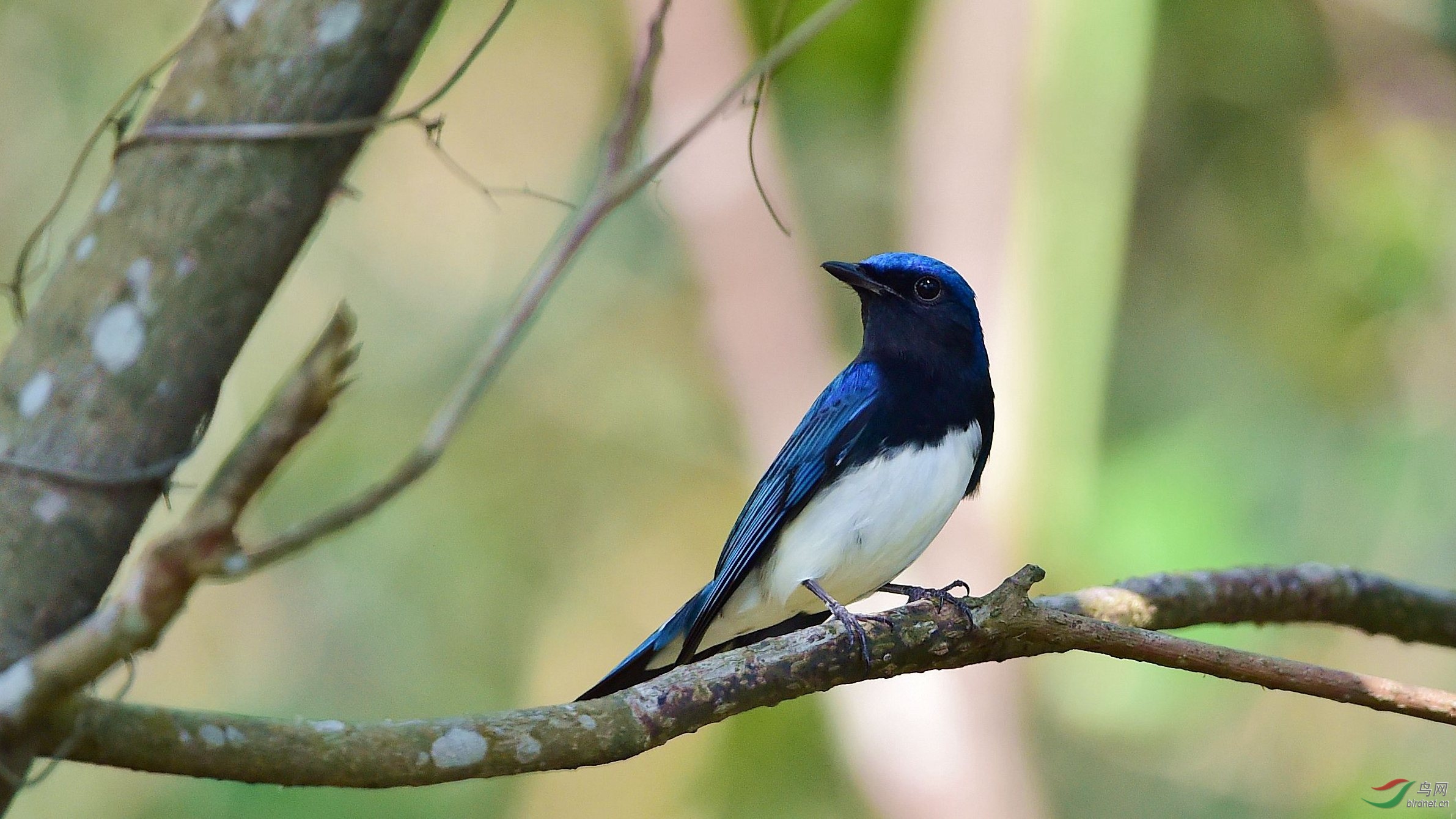 白腹琉璃来台罗