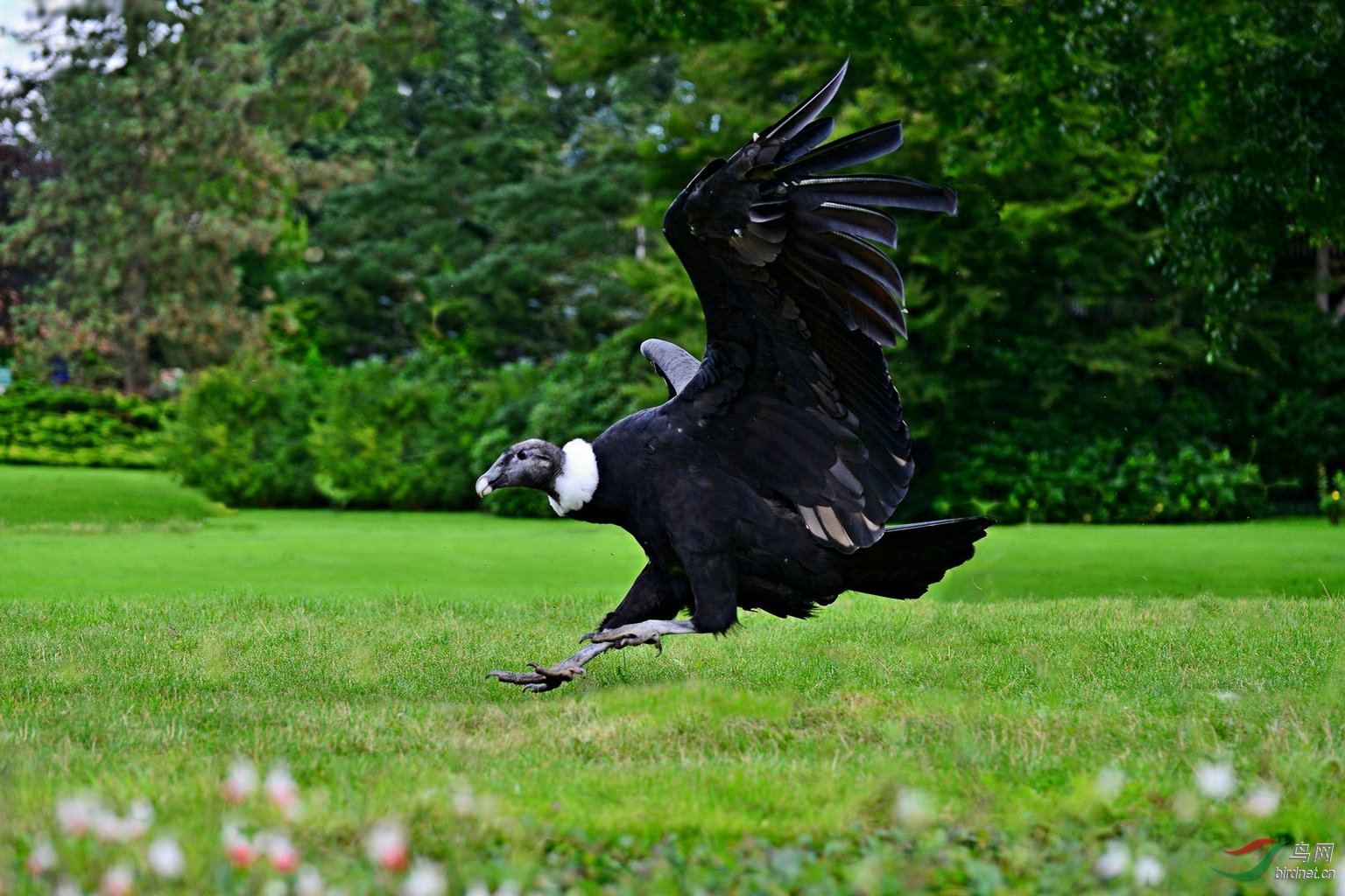 鸟类中翅膀最大的安第斯秃鹰