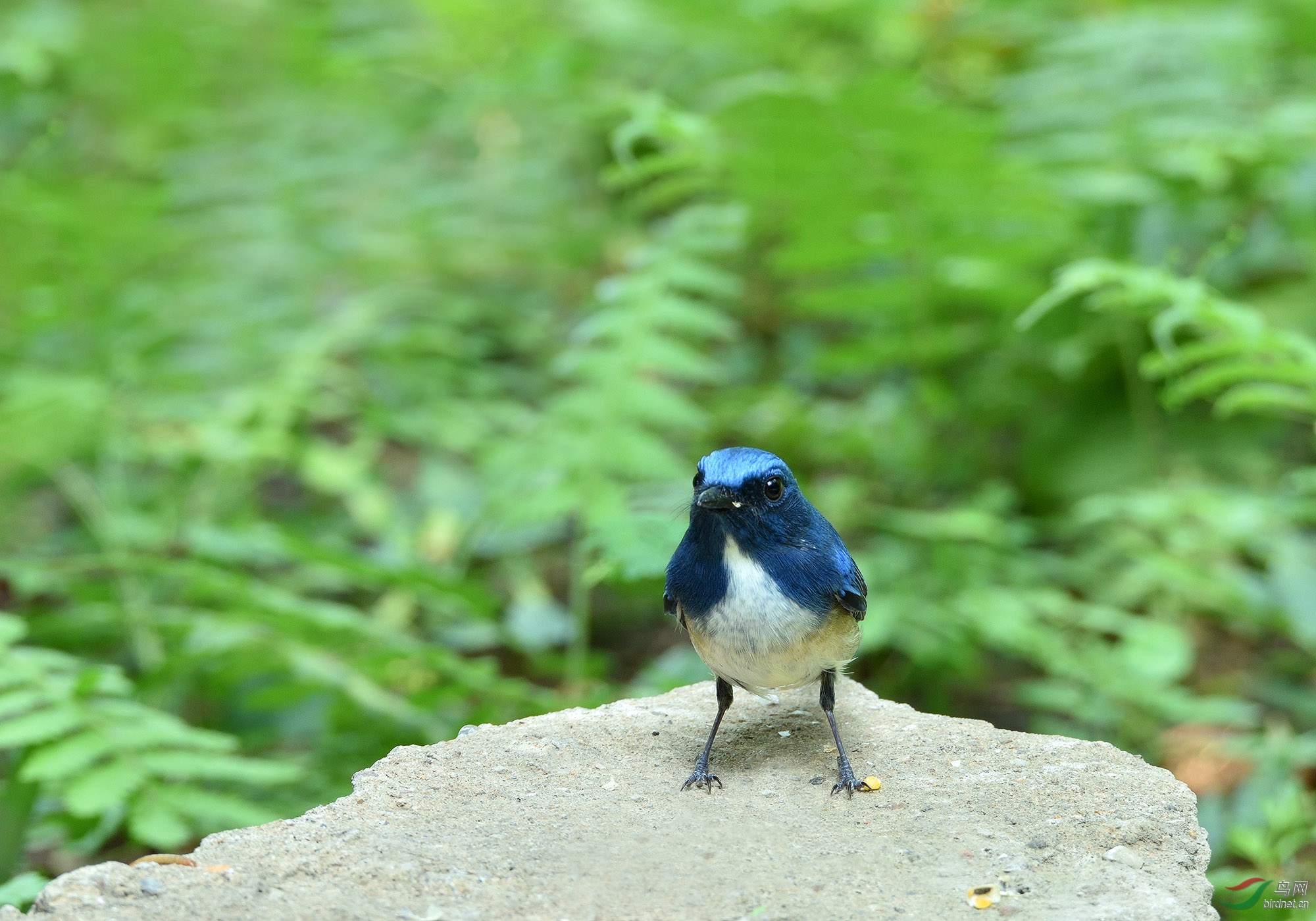 这只鸟到底是白腹蓝姬翁还是海南蓝,请老师正名.谢谢!