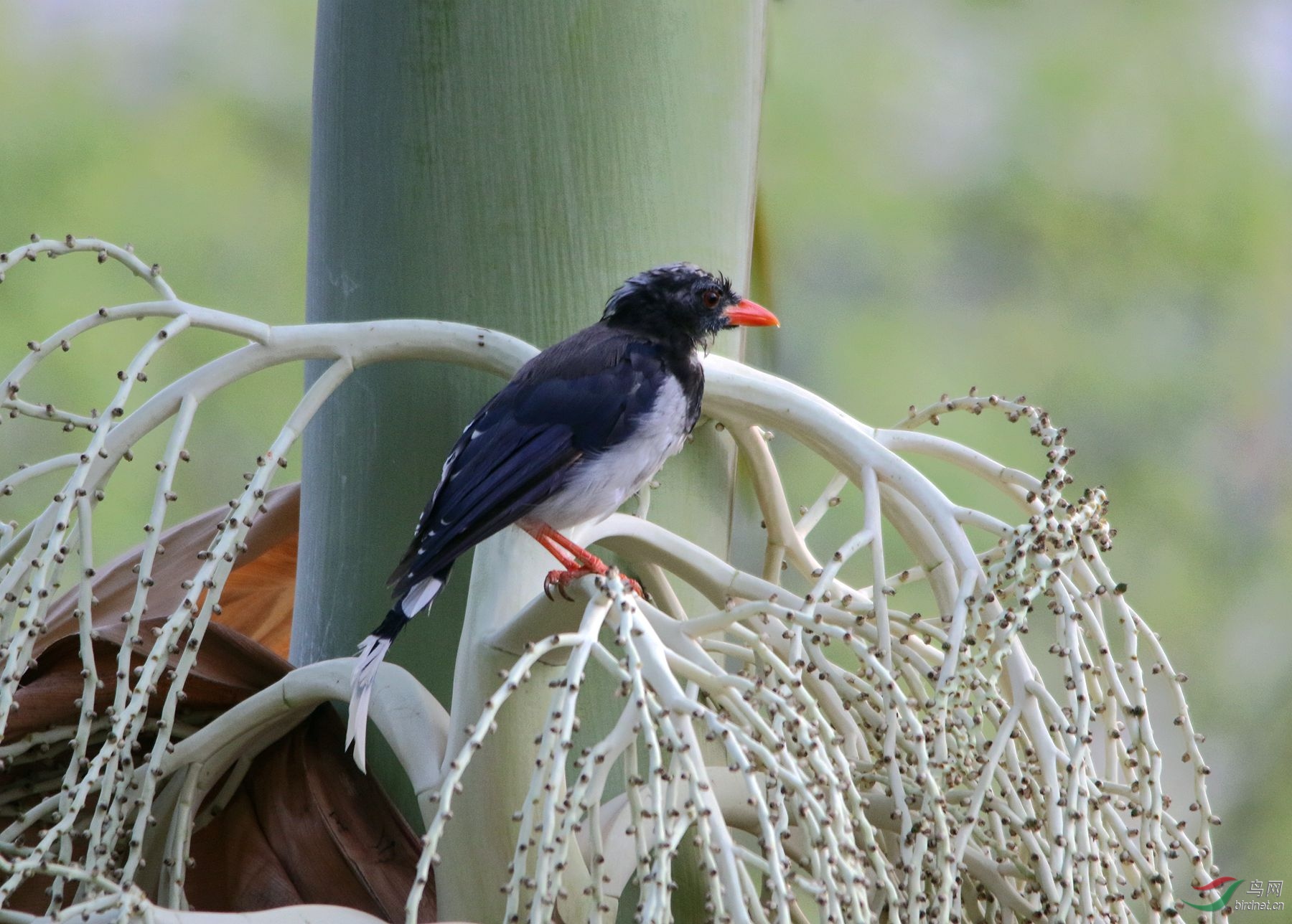 棕榈树上的红嘴蓝鹊幼鸟