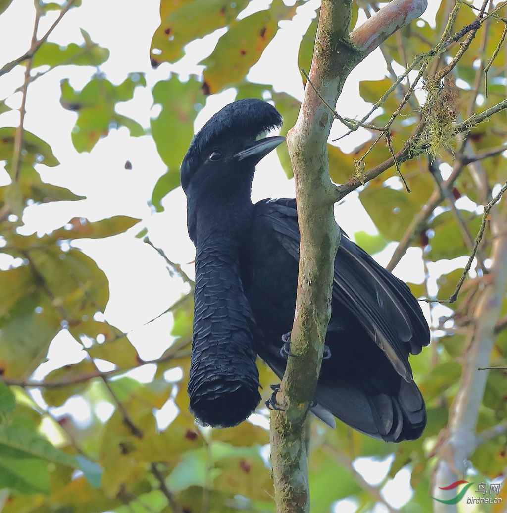 长耳垂伞鸟听说有人就是奔着这个鸟去厄国的