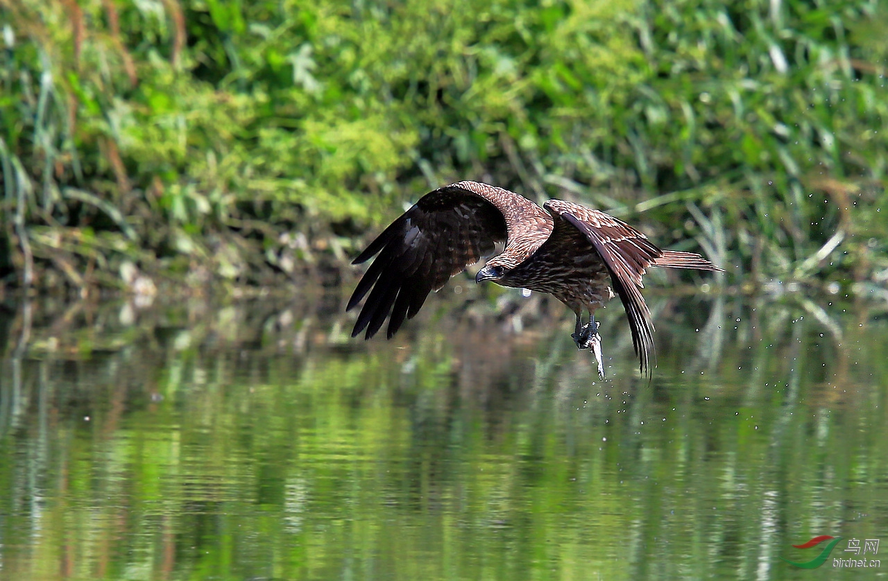 黑耳鸢抓鱼