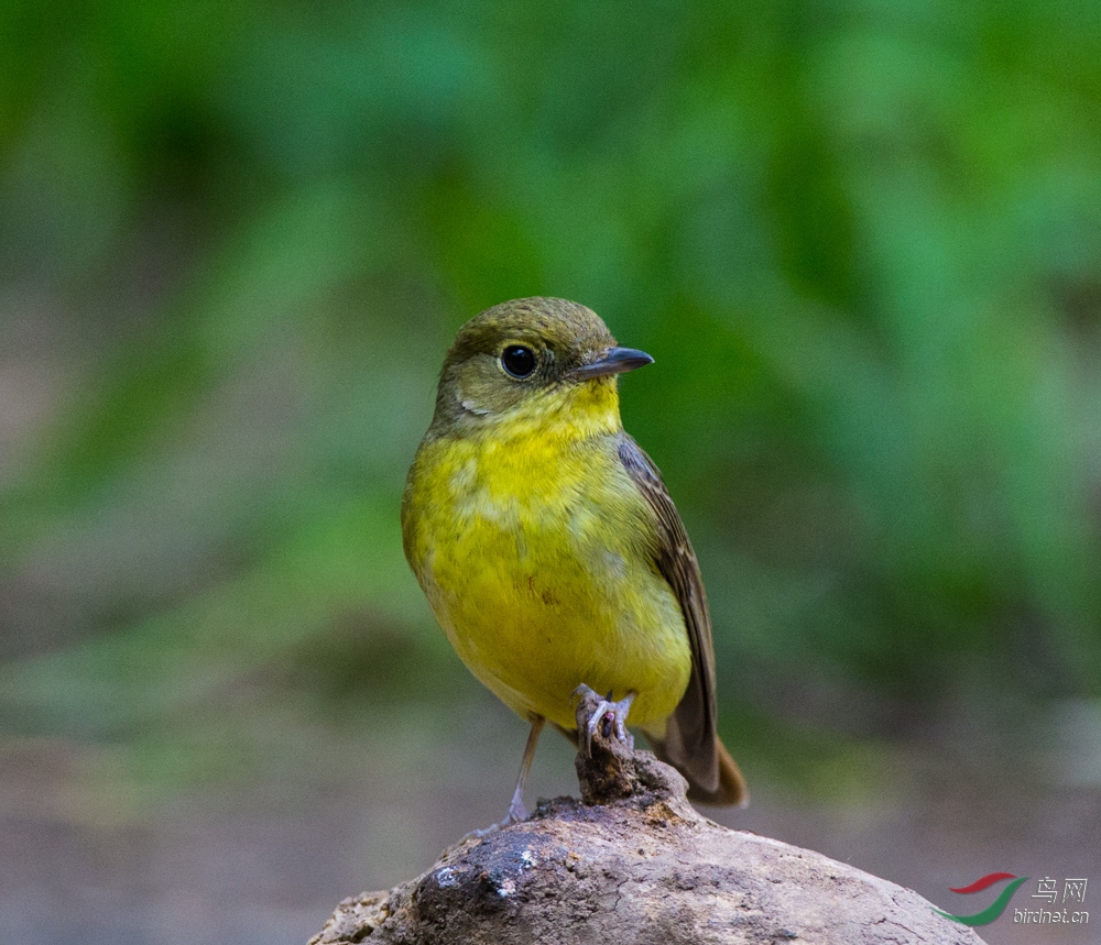 鸡蛋黄绿背姬鹟