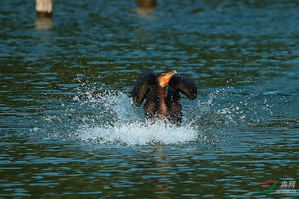 综合明湖鸬鹚乌龙搅水