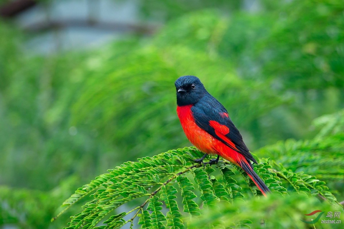 (短嘴山椒鸟)赤红山椒--获首页精华图片