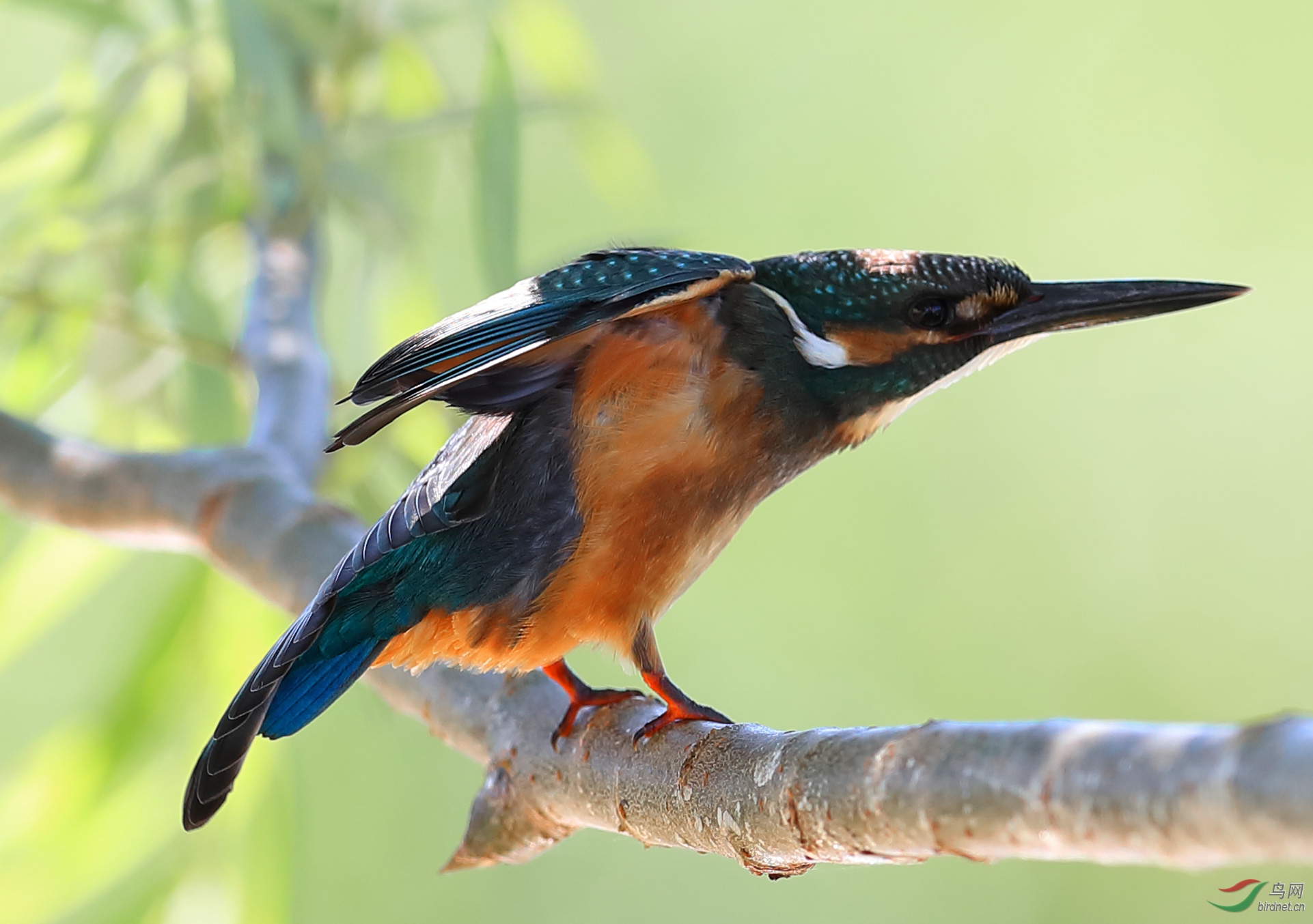 静观小翠儿翠鸟系列左哼哼右哼哼