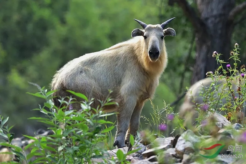 秦岭国家公园动物图片
