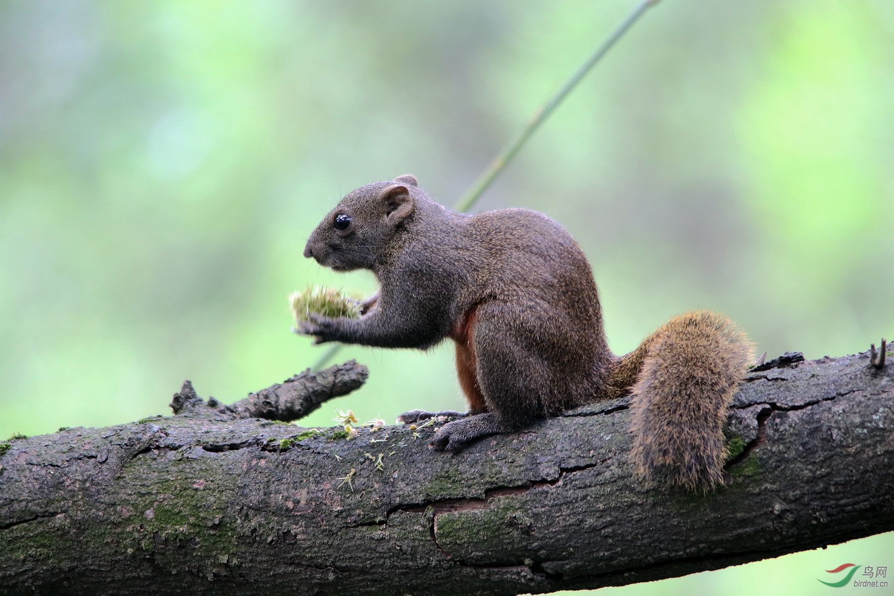正在吃板栗的松鼠