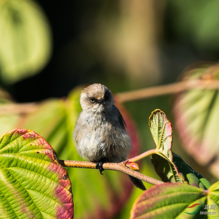林鸟丛山雀温哥华拍