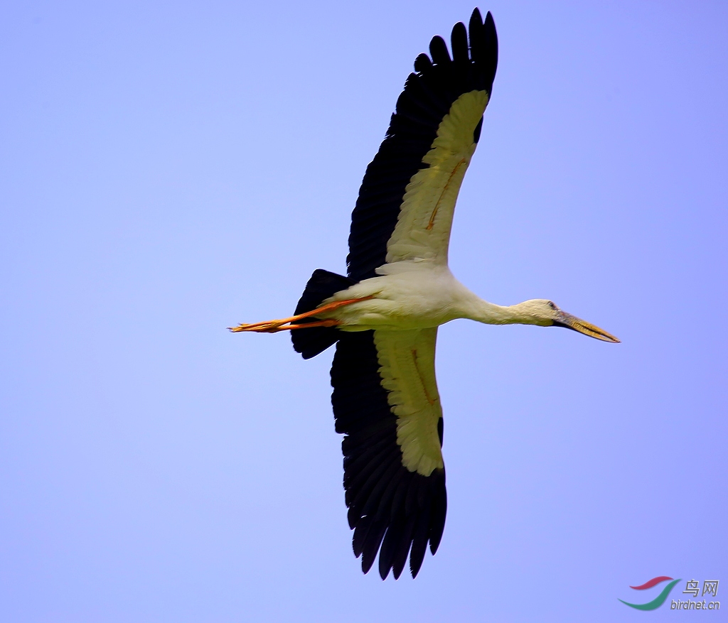 大鸟从头顶飞过-《钳嘴鹳》