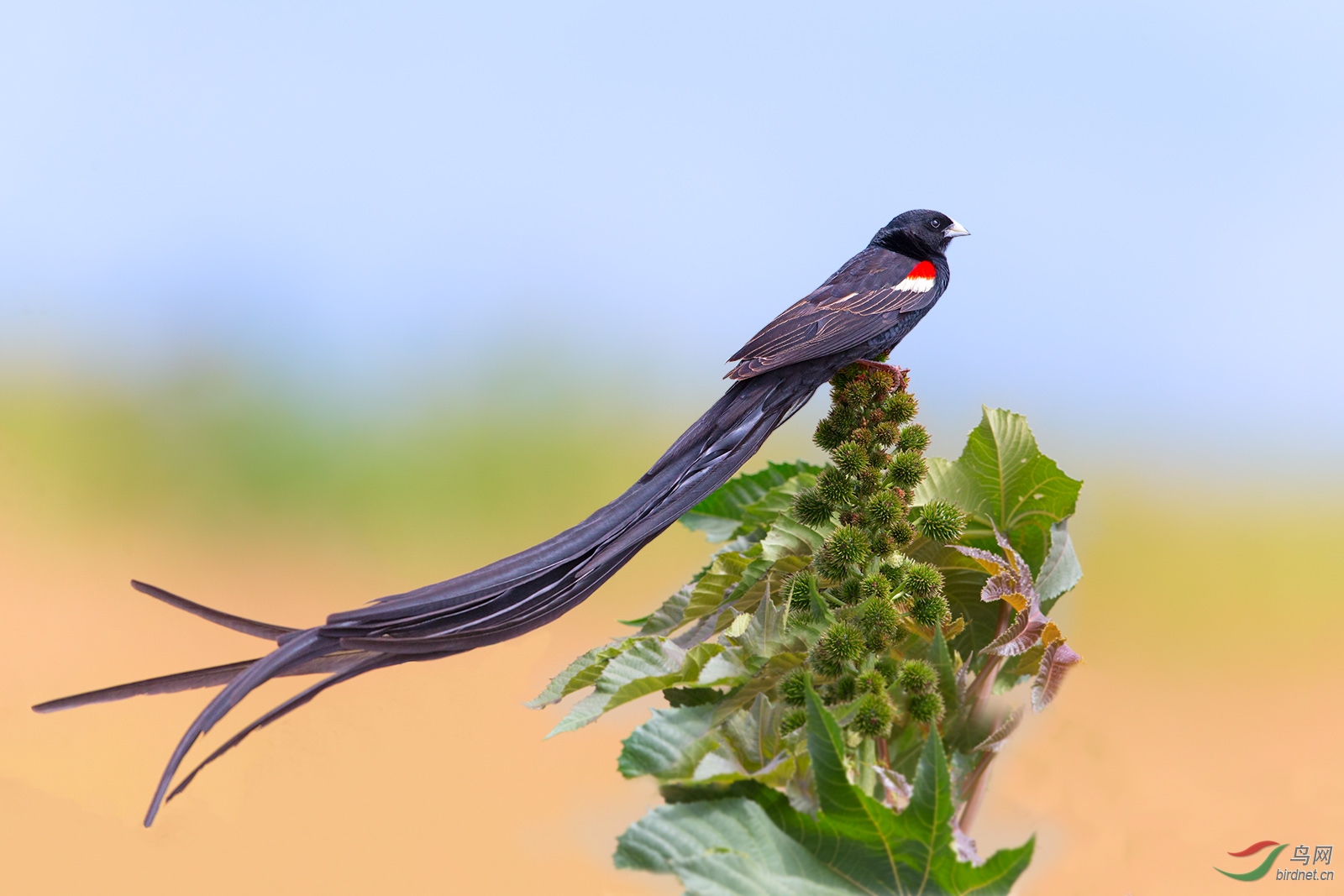 寡妇鸟长尾巧织雀