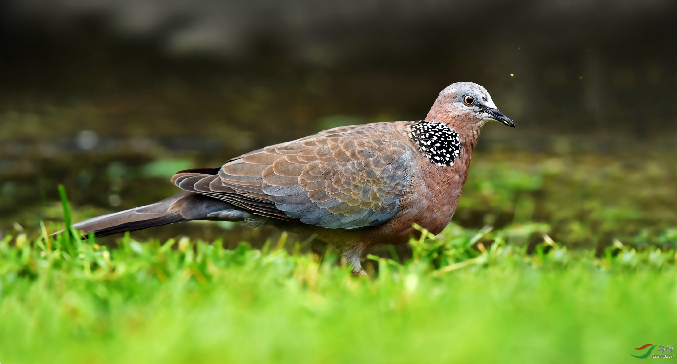 菜鸟看到也温馨